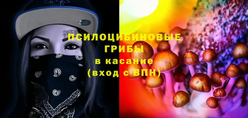 хочу   Райчихинск  Псилоцибиновые грибы Psilocybe 